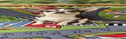 Chihuahua honden te koop: Blauw husky reu - Advertentie 3