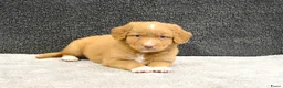 Nova Scotia Duck Tolling Retriever honden te koop: Nova Scotia Duck Tolling Retriever pups # Toller - Advertentie 26