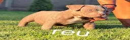 Amerikaanse Bully honden te koop: American bully pocket - Advertentie 2