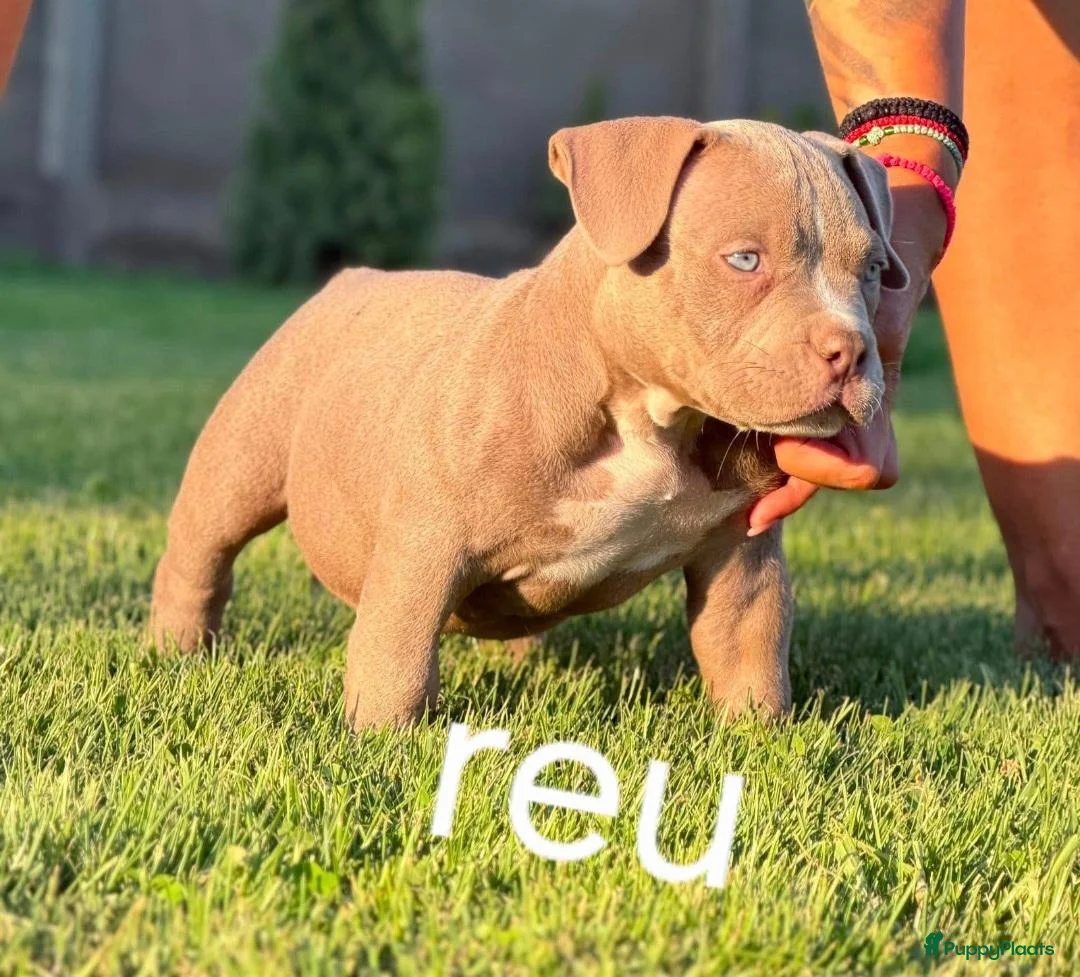 Amerikaanse Bully honden te koop: American bully pocket - Advertentie 2