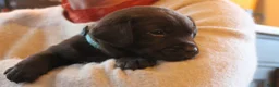 Labrador Retriever honden te koop: Prachtige chocoladebruine Labrador pups - Advertentie 10