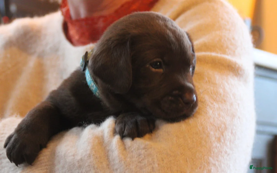 Labrador Retriever honden te koop: Prachtige chocoladebruine Labrador pups - Advertentie 10