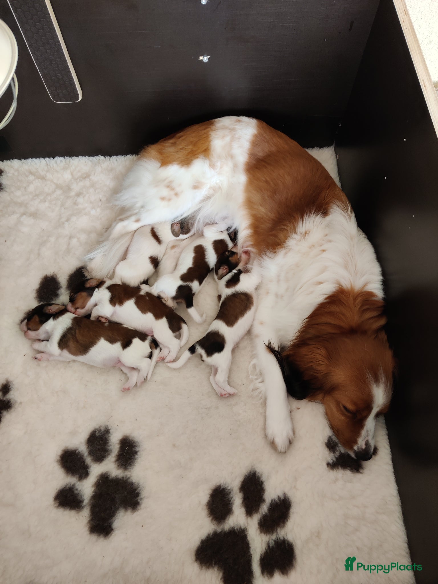 Kooikerhondje honden Raszuivere Kooiker pups nog 3 reutjes beschikbaar. - Advertentie 4