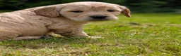 Kruising honden te koop:  Goldencocker pups goldenretriever x engelsecocker - Advertentie 10