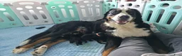 Berner Sennenhond honden te koop: Prachtig nest Berner Sennenhond pups beschikbaar - Advertentie 12