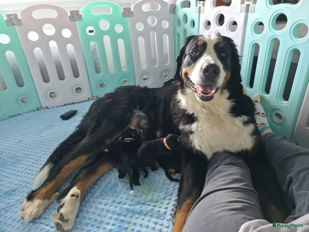Berner Sennenhond honden te koop: Prachtig nest Berner Sennenhond pups beschikbaar - Advertentie 12