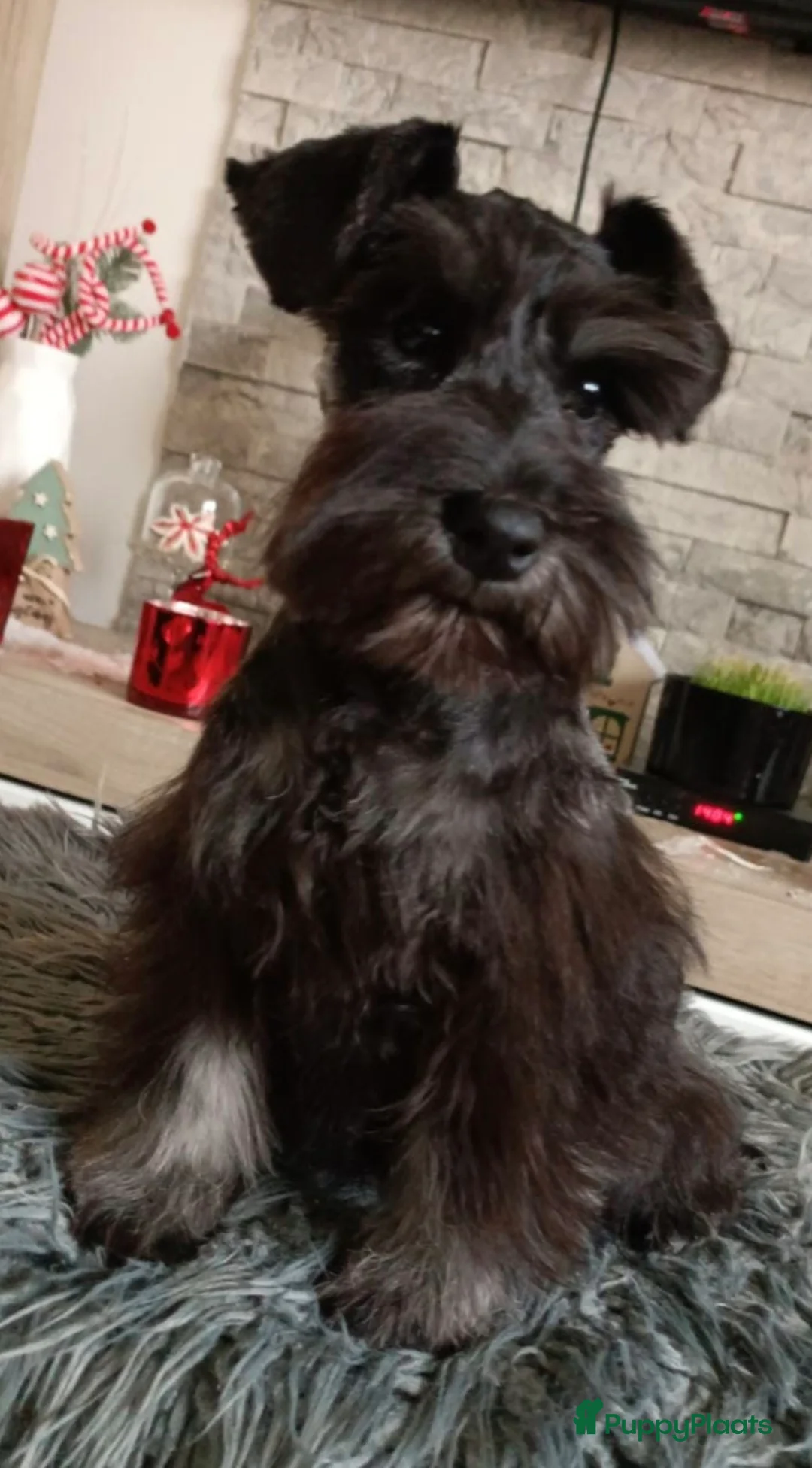 Dwergschnauzer honden te koop: Dwergschnauzer pups - Advertentie 27