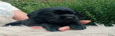 Labrador Retriever 4