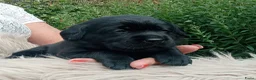 Labrador Retriever honden te koop: Hallo Labrador liefhebber  - Advertentie 5