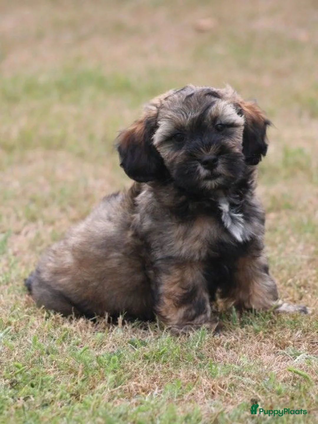 Maltipoo honden te koop: Knappe Maltipoo pup. - Advertentie 2