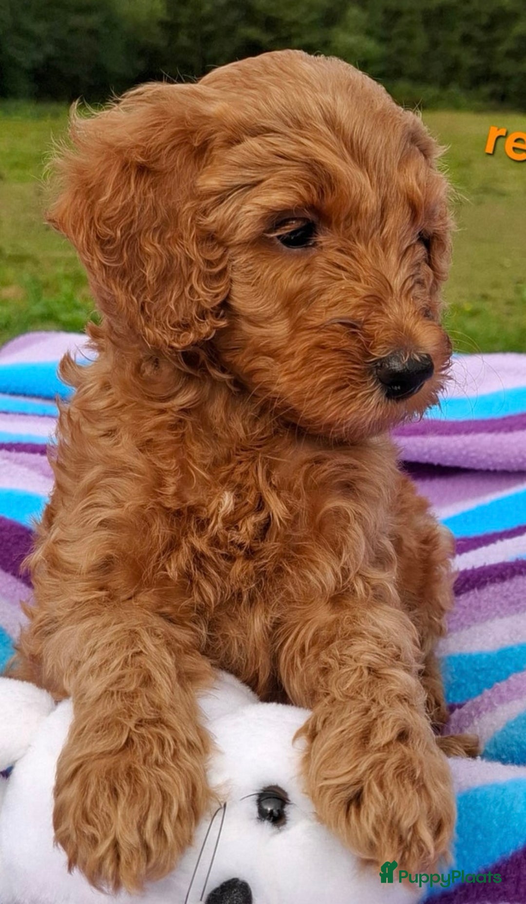 Labradoodle honden te koop: Labradoodle  - Advertentie 3