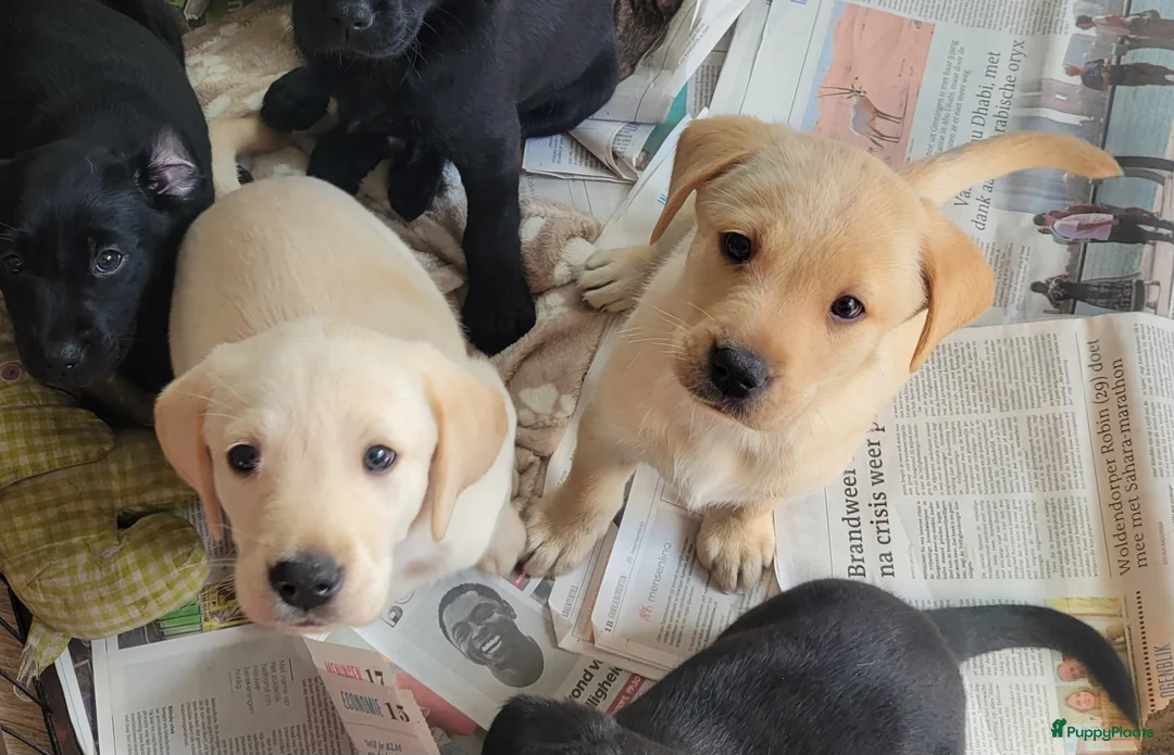 Labrador Retriever honden te koop: STAMBOOM FIELDTRIAL LABRADOR PUPS - Advertentie 2