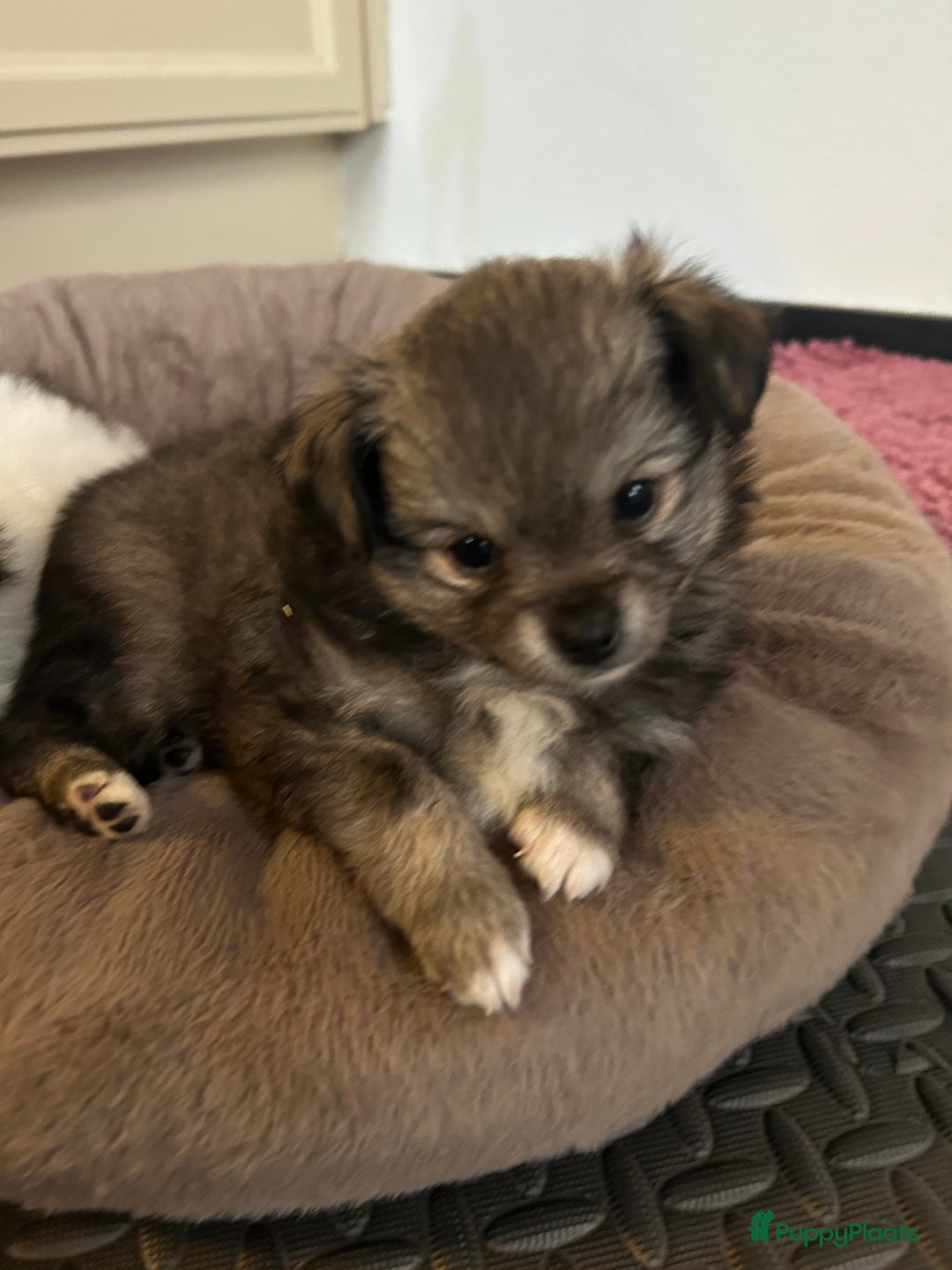 Pomchi honden te koop: Pomchi reutje - Advertentie 4