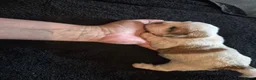 Boomer honden te koop: 5 gezonde puppy's geboren - Advertentie 15