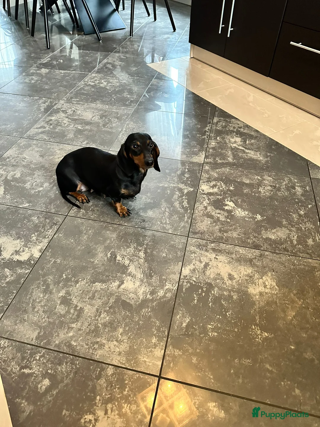 Teckel (korthaar)  honden te koop: Kortharige dwergteckels - Advertentie 5