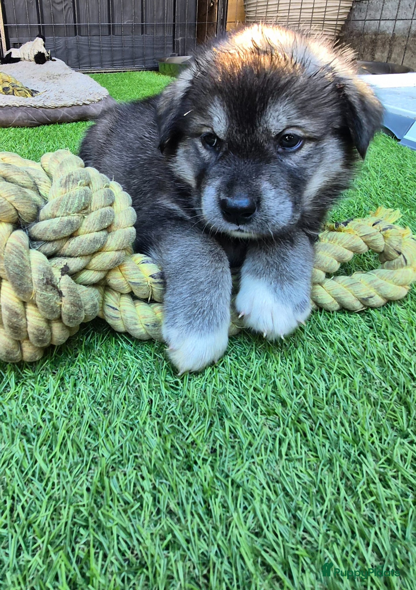 Kruising honden Labrakita pups (Labrador x Akita) Loyaal & speels - Advertentie 2