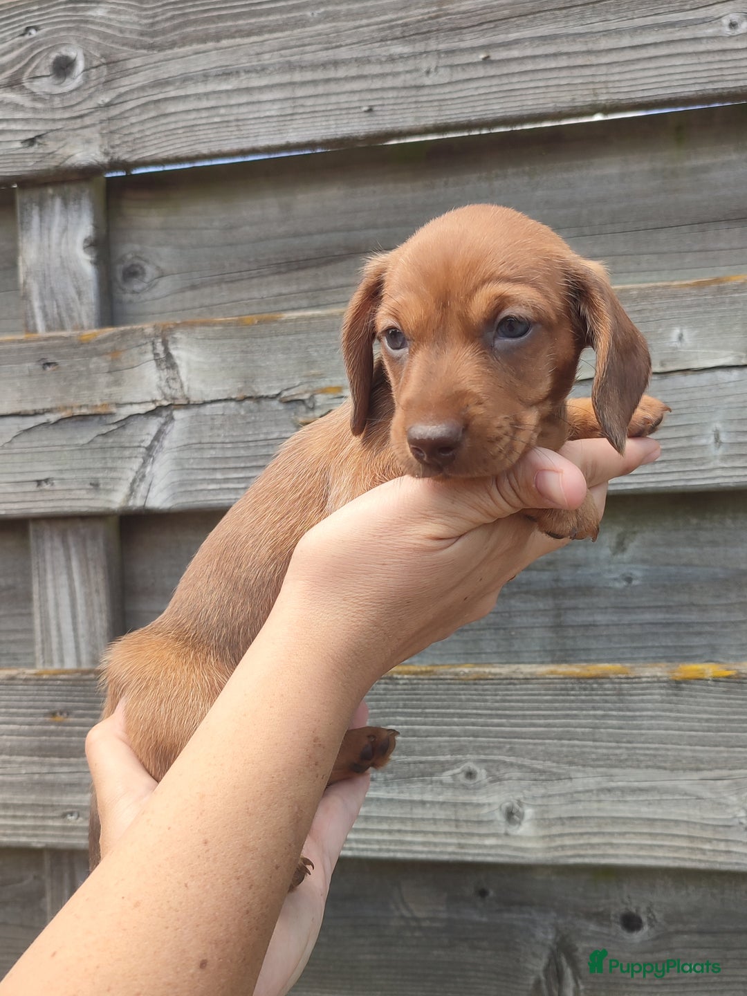 Teckel (korthaar)  honden te koop: Kleine dwergteckel pups  - Afbeelding 8