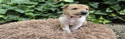 Schotse Herdershond korthaar honden te koop: Schotse herdershond korthaar pups - Advertentie 33