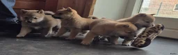Kruising honden te koop: Shiba inu pups 8 weken (kwart pomeriaan) - Advertentie 24