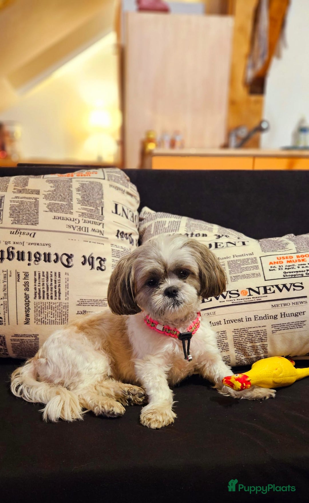 Shih Tzu honden te koop: Shih thu  pups twee reutjes  - Afbeelding 4