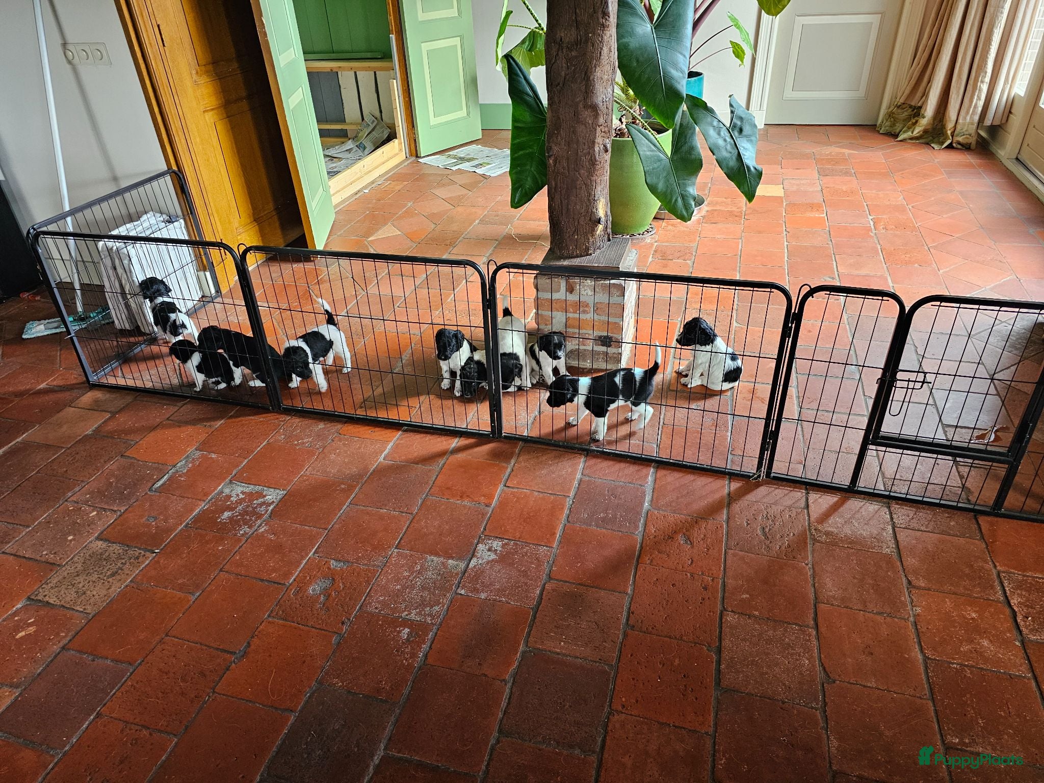 Friese Stabij honden mooie stabij pups - Advertentie 11
