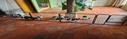 Friese Stabij honden te koop: mooie stabij pups in IJhorst - Advertentie 5