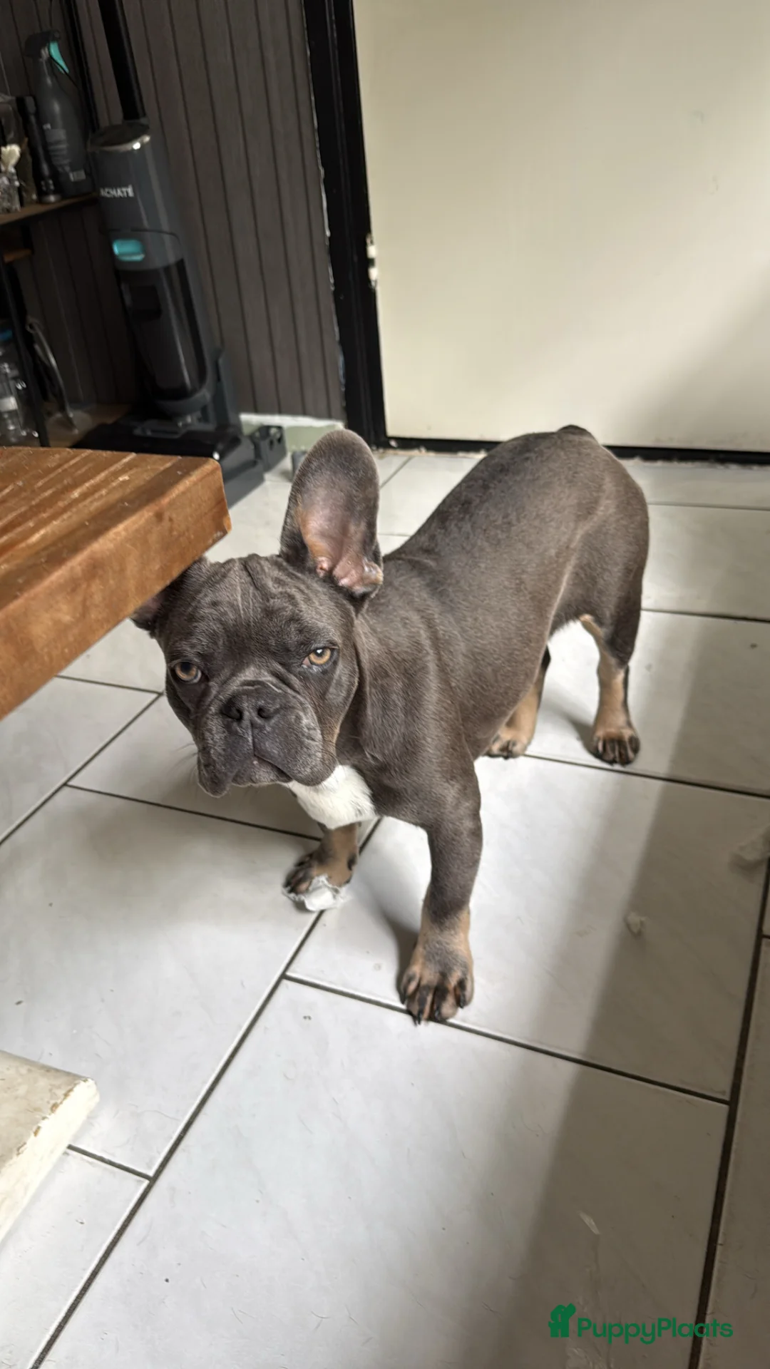 Franse Bulldog honden te koop: Franse Bulldog reu blu tan  - Advertentie 2