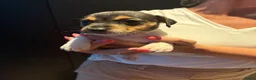 Jack Russel Terriër honden te koop: 4 lieve Jack Russel pups zoeken warme thuis  - Advertentie 5