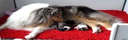 Schotse Herdershond langhaar honden te koop: Schotse Collie pup  - Advertentie 11