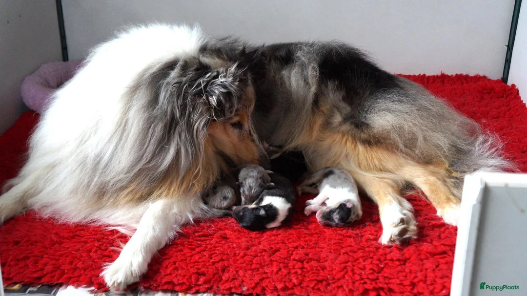Schotse Herdershond langhaar honden te koop: Schotse Collie pup  - Advertentie 11