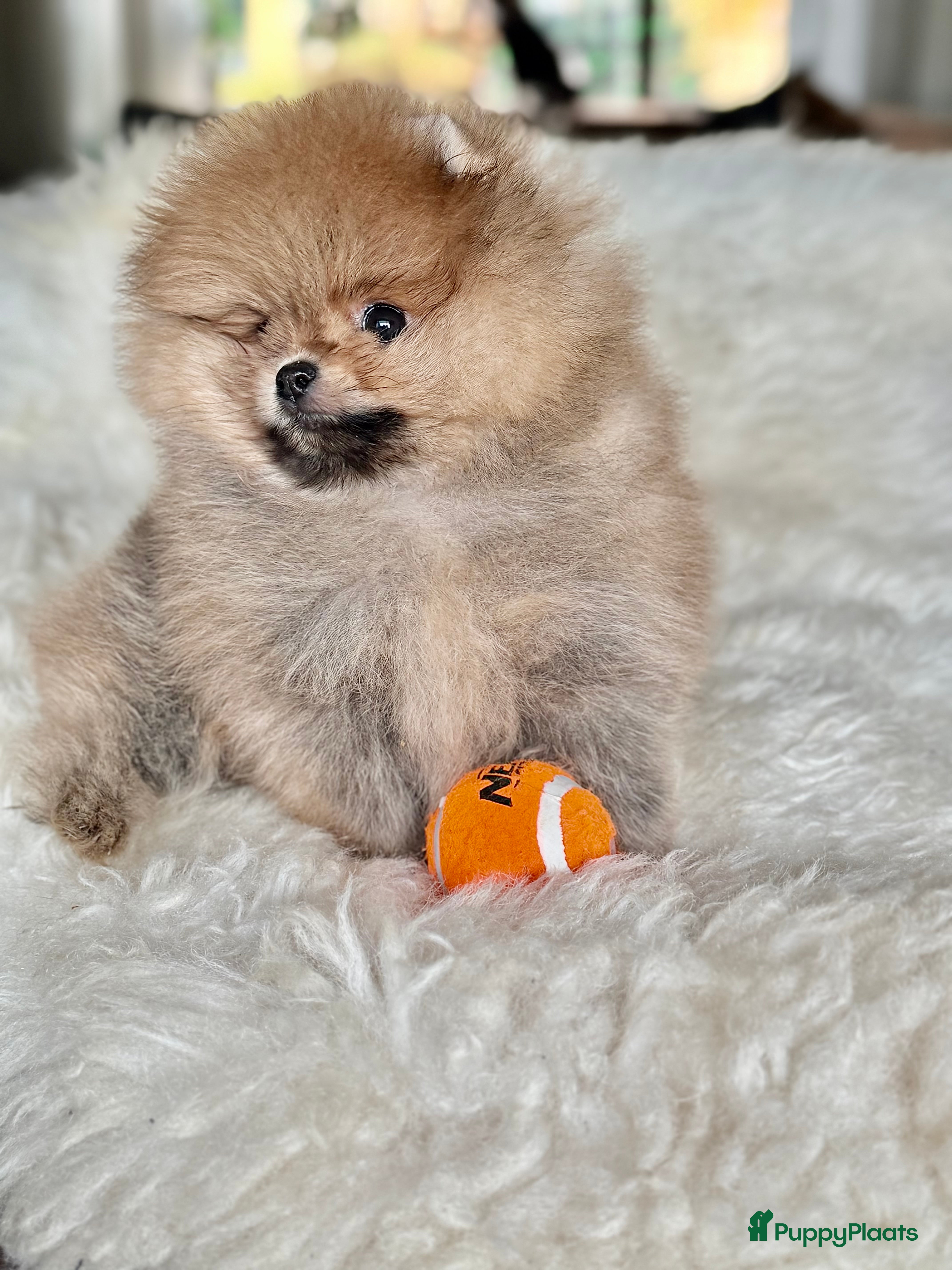 Pomeriaan honden Raszuiver Mini Pomeriaan Pup Bear Face  - Advertentie 8