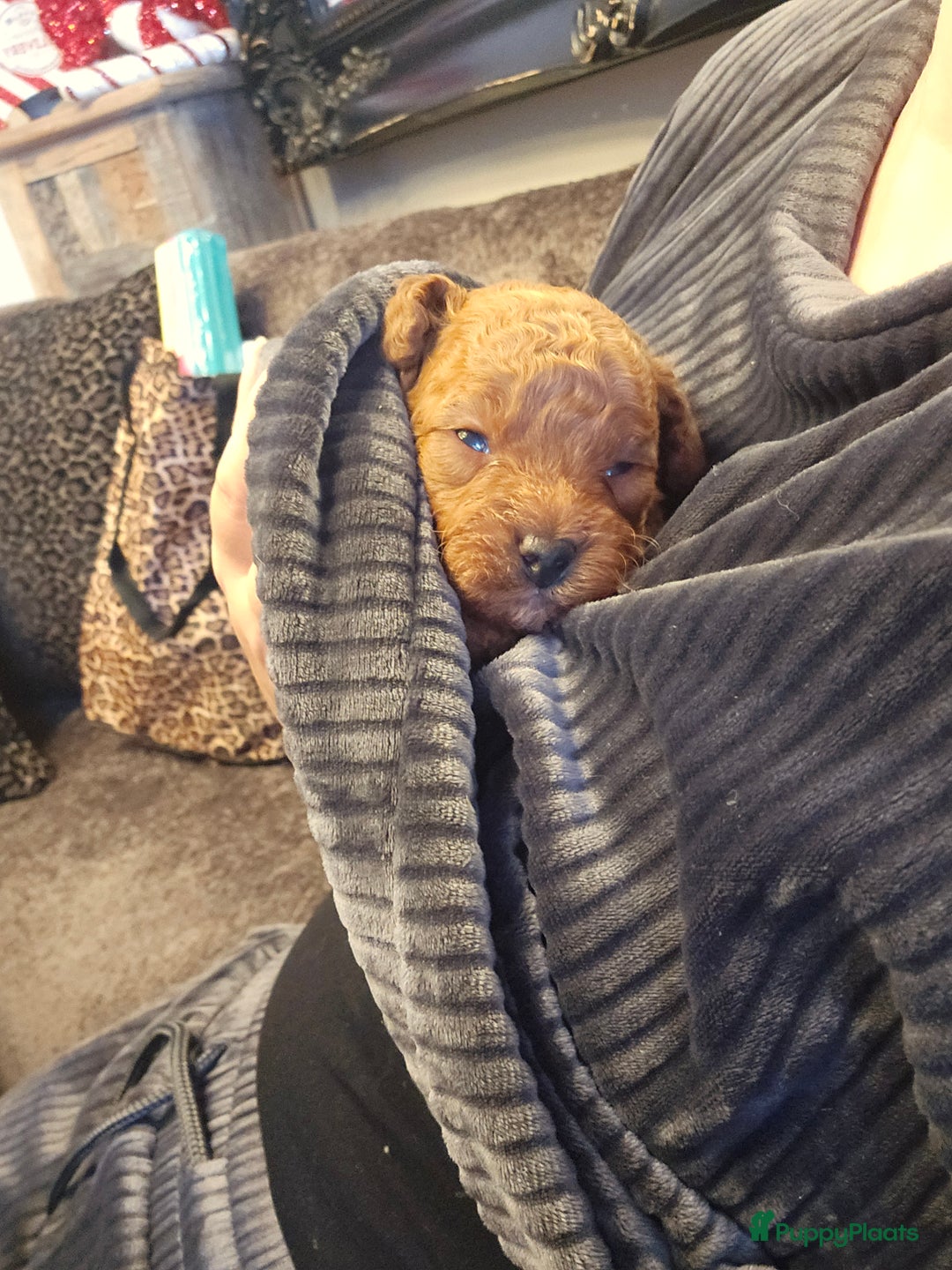 Poedel Toy honden te koop: Toy/dwerg poedel pups 🐾 - Advertentie 1