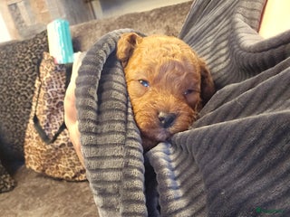 Poedel Toy honden Toy/dwerg poedel pups 🐾 - Advertentie 3