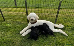 Poedel honden te koop: koningspoedel pups - Afbeelding 12