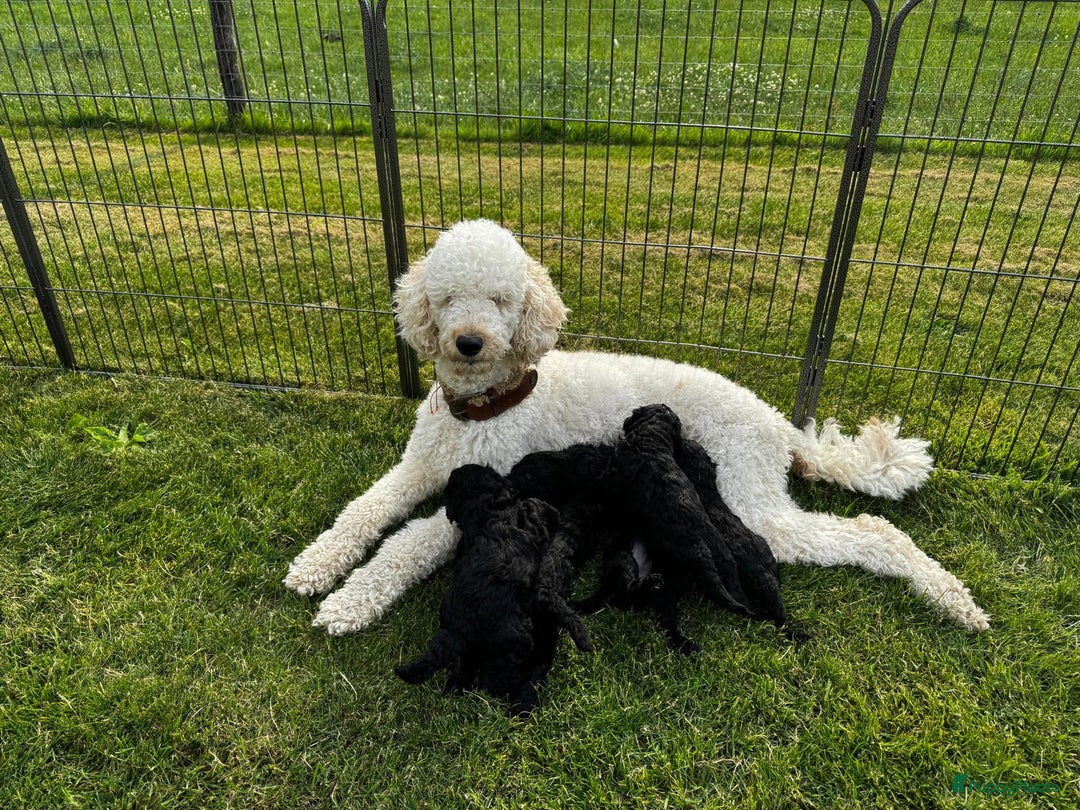 Poedel honden te koop: koningspoedel pups - Afbeelding 12