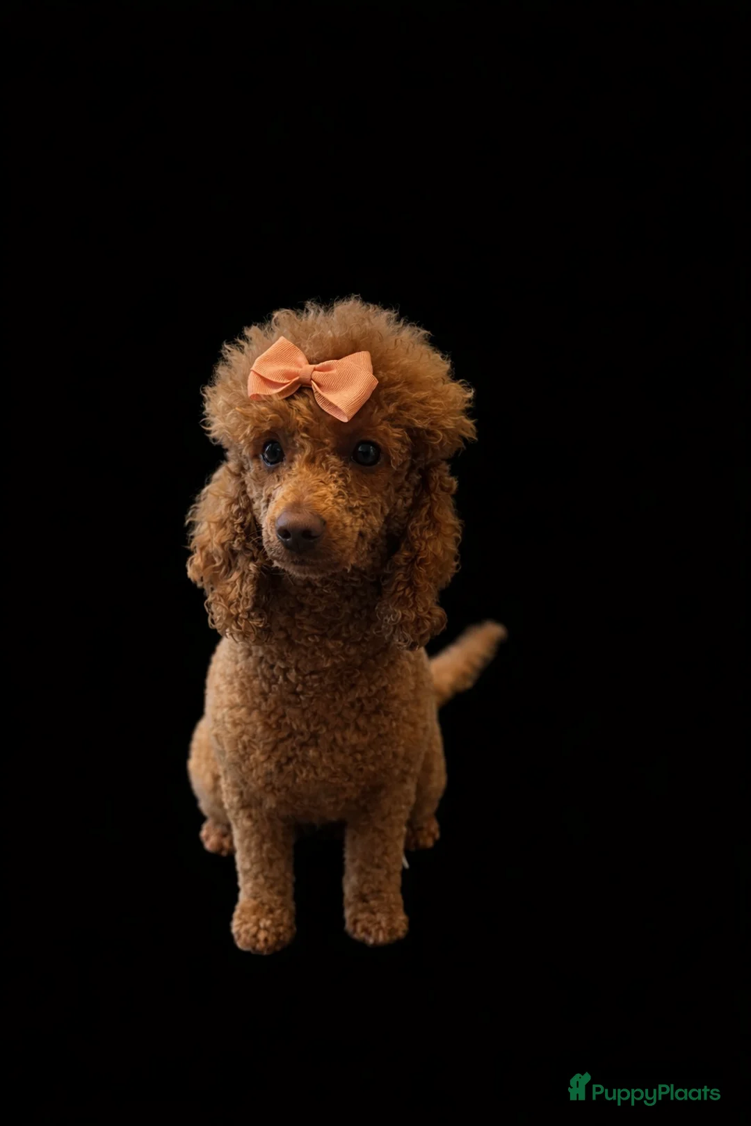 Poedel Toy honden te koop: toypoedel  - Advertentie 16
