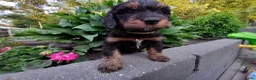 Bernedoodle honden te koop: Medium Bernedoodle - Advertentie 18