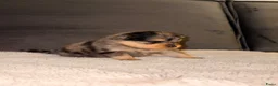 Kruising honden te koop: Pomeriaan pups black en tan & merle - Advertentie 1