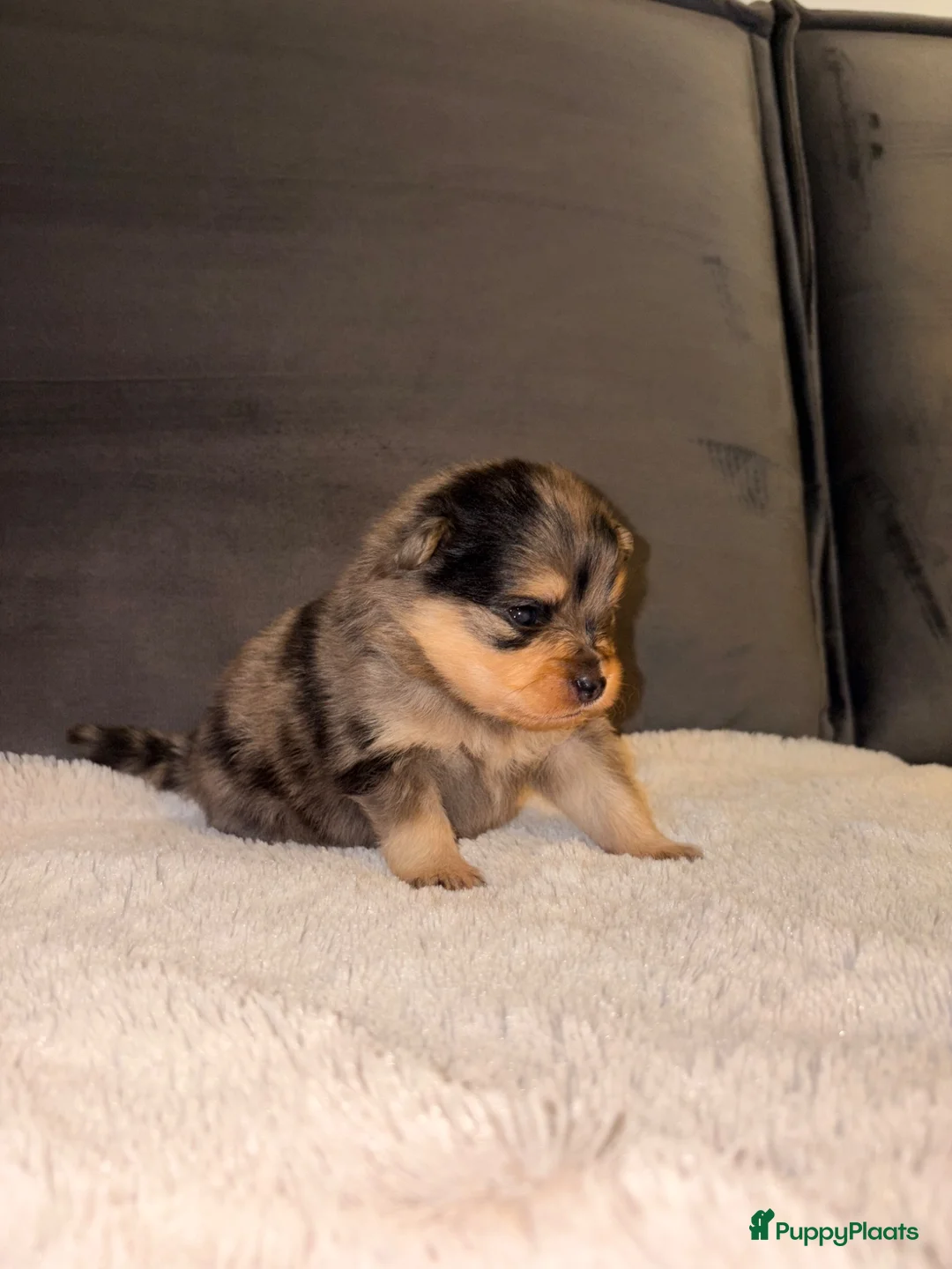 Kruising honden te koop: Pomeriaan pups black en tan & merle - Advertentie 1