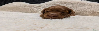 Australian Labradoodle 2