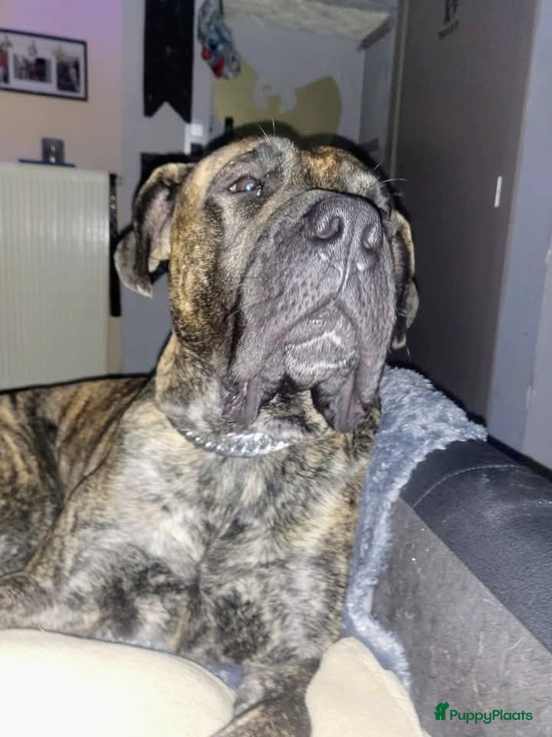 Kruising honden te koop: Pressa/Fila pups verwacht 14/11 - Advertentie 4