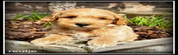 Kruising honden te koop: Maltipoo F1b pups - Advertentie 4