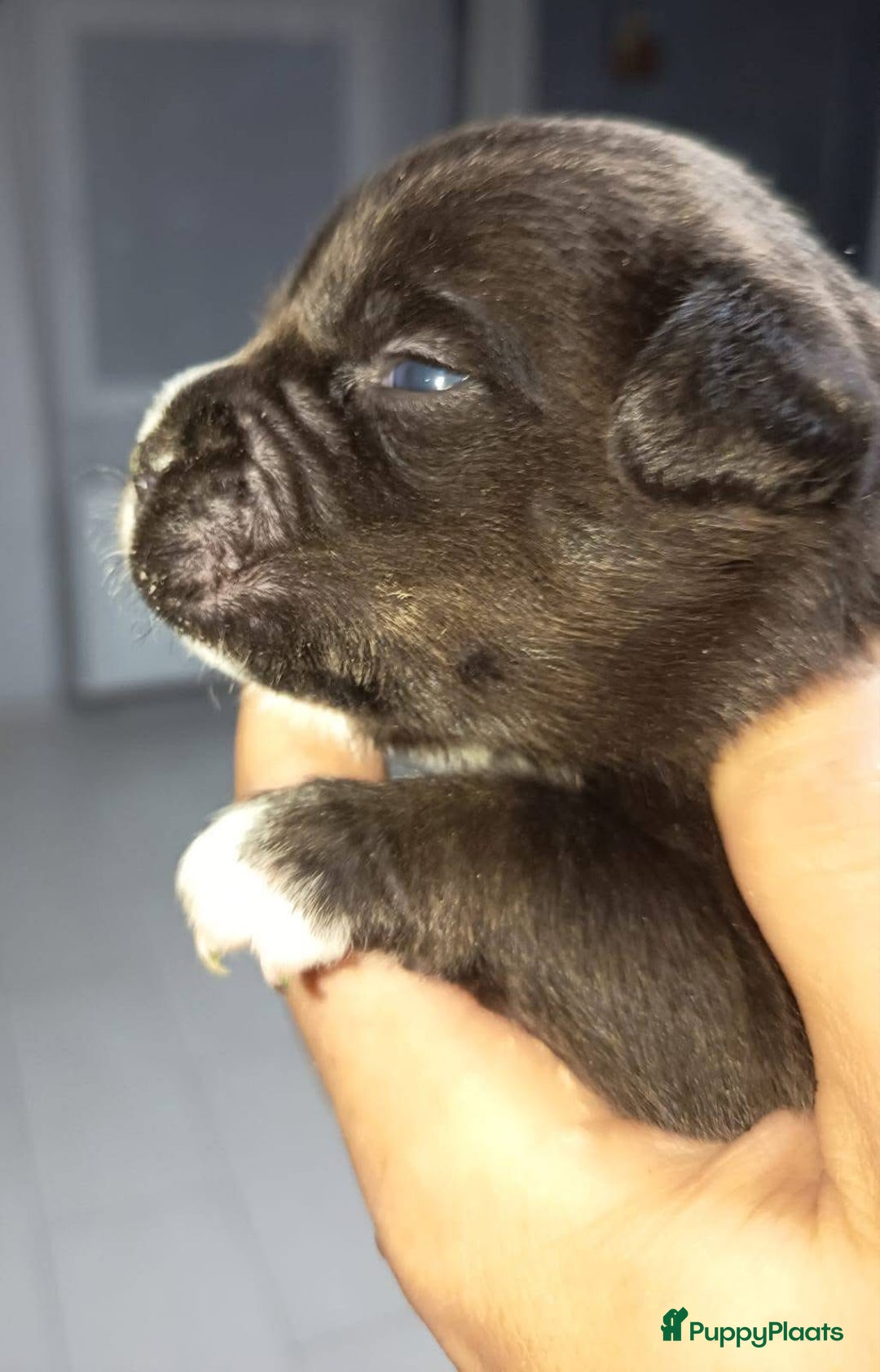 Amerikaanse Bully honden te koop: Amerikaanse Bully-puppy's  - Advertentie 11