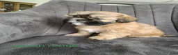 Shih Tzu honden te koop: Mooie Shih Tzu pups - Advertentie 7