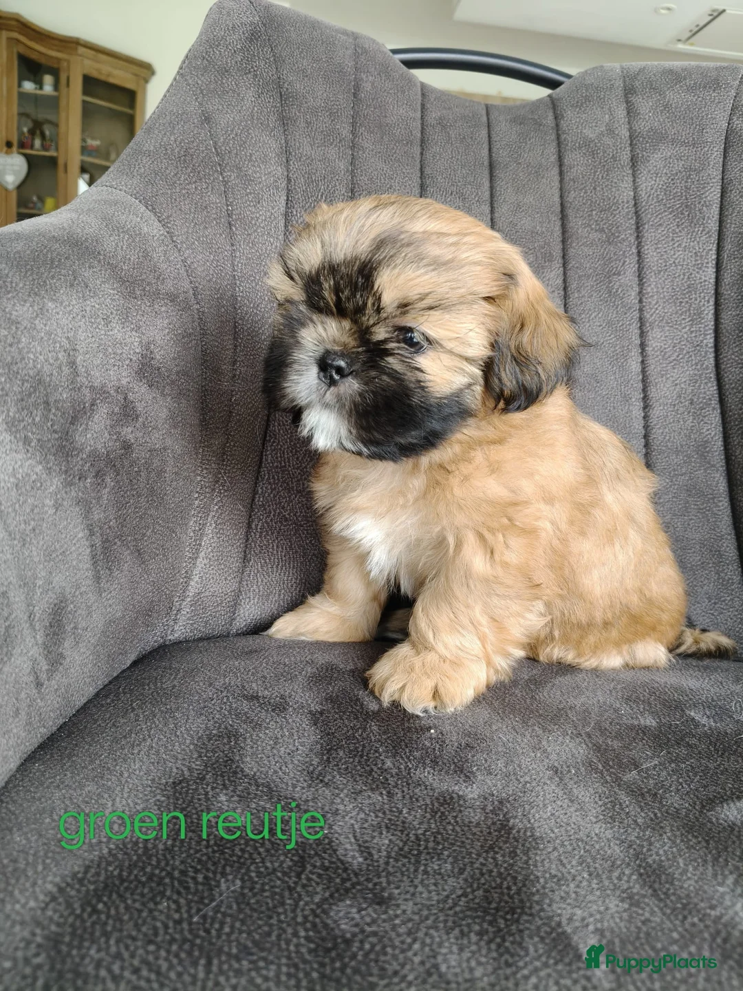 Shih Tzu honden te koop: Mooie Shih Tzu pups - Advertentie 7