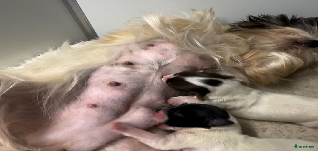 Galerij afbeelding {{count}}