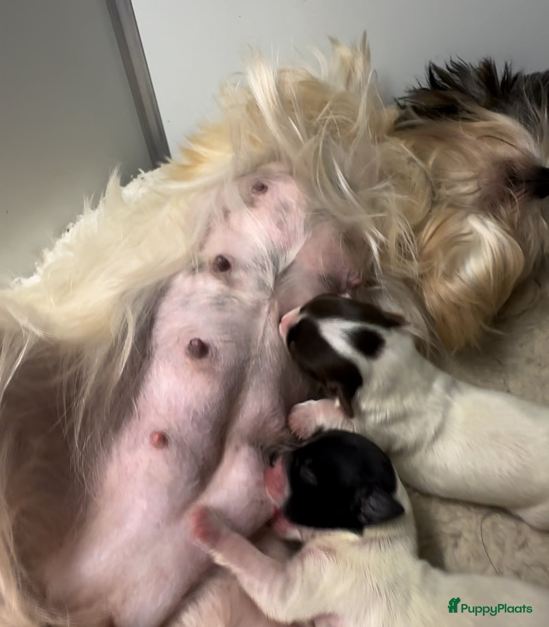 Galerij afbeelding {{count}}