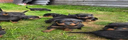 Rottweiler honden te koop: Prachtig mooie Rotweiler pups te koop! - Advertentie 18