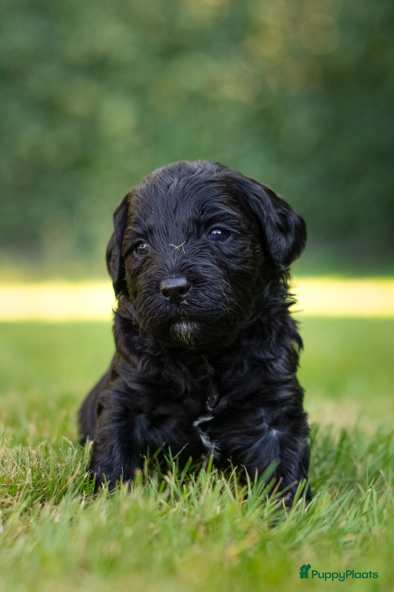 Labradoodle honden te koop: Prachtige Labradoodle pups mogen verhuizen  - Advertentie 17