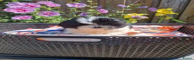 Shih Tzu 4